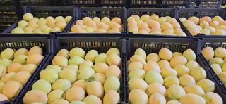 Армянские абрикосы из Арабкира: старт экспорта в Польшу и Европу по €3,5 за кг