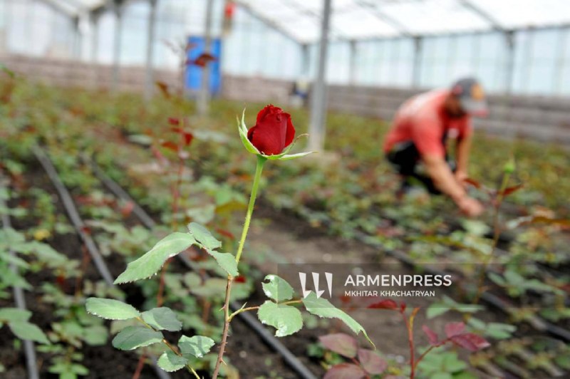 Нидерланды открывают крупнейший цветочный рынок Royal Flora Holland для производителей цветов из Еревана и Армении