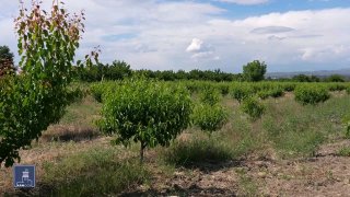 Фермеры Арабкира могут получить кредит до 2 млн драмов под 0%: программа Минэкономики Армении